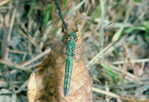 Photo of Erythemis collocata by Robert A. Cannings